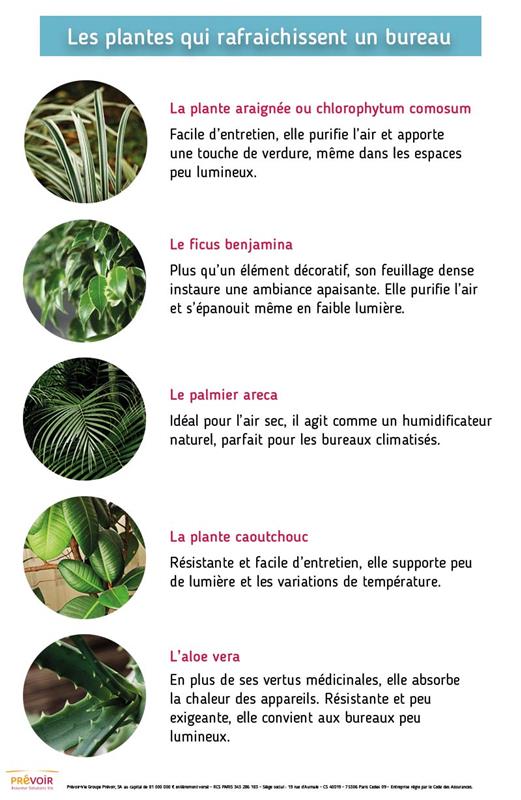 Infographie illustrant la liste de plantes évoqué ci-dessus